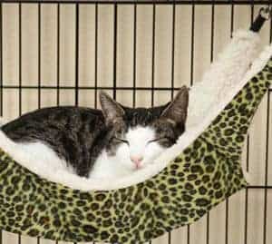Pecute-Hanging-Hammock-Bedpecute-Hanging-Hammock-Bed