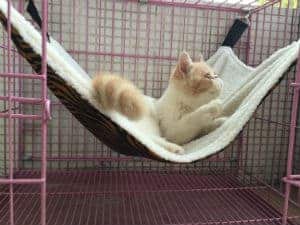 Useful Thingy Cat Hammock Useful Thingy Cat Hammock