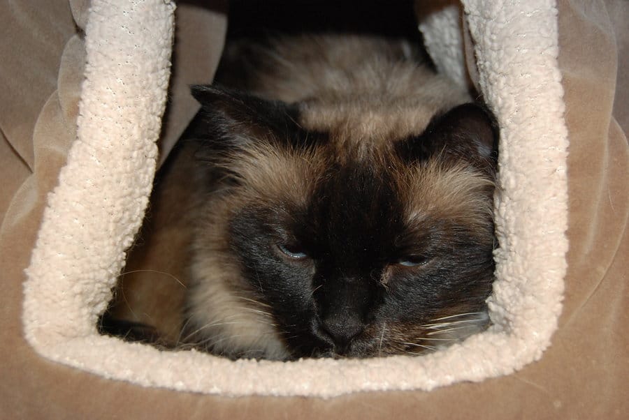 Burmese Cat