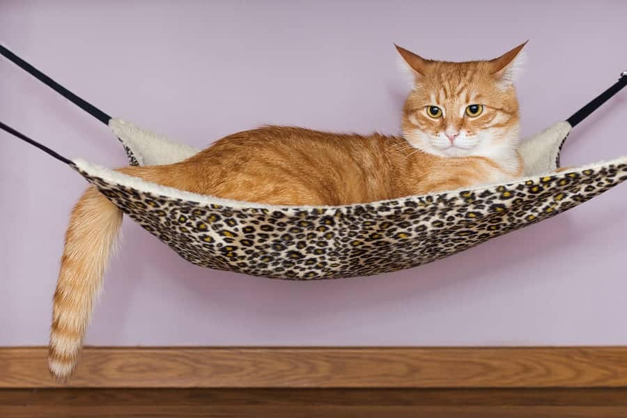 Big Red Cat Lying In The Hammock