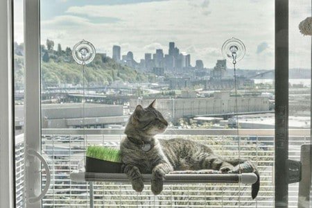 Original-Kitty-Cot-Worlds-Best-Cat-Perch