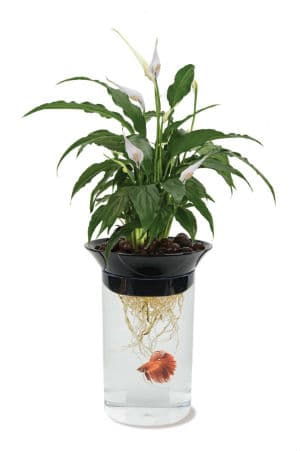 Penn-Plax-Aquaponic-Betta-Tank