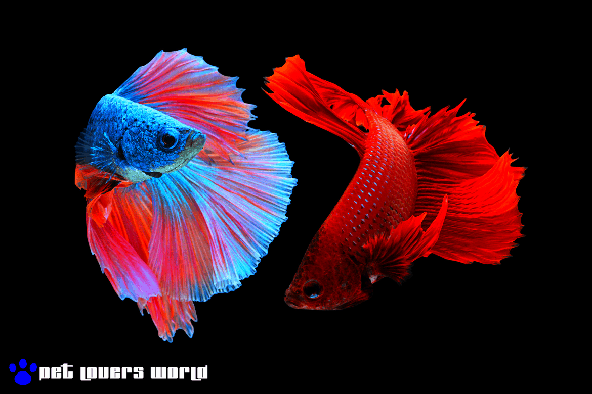 Best Betta Fish Tank Reviews