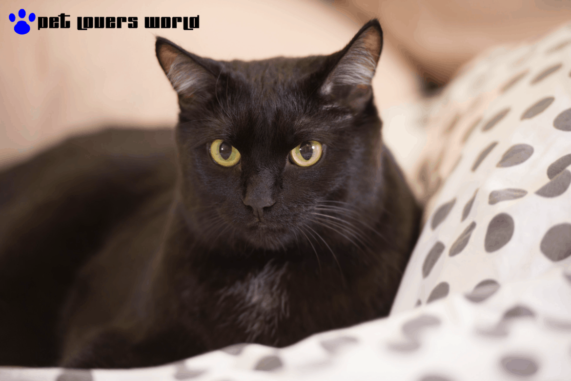 Best Cat Bed Reviews