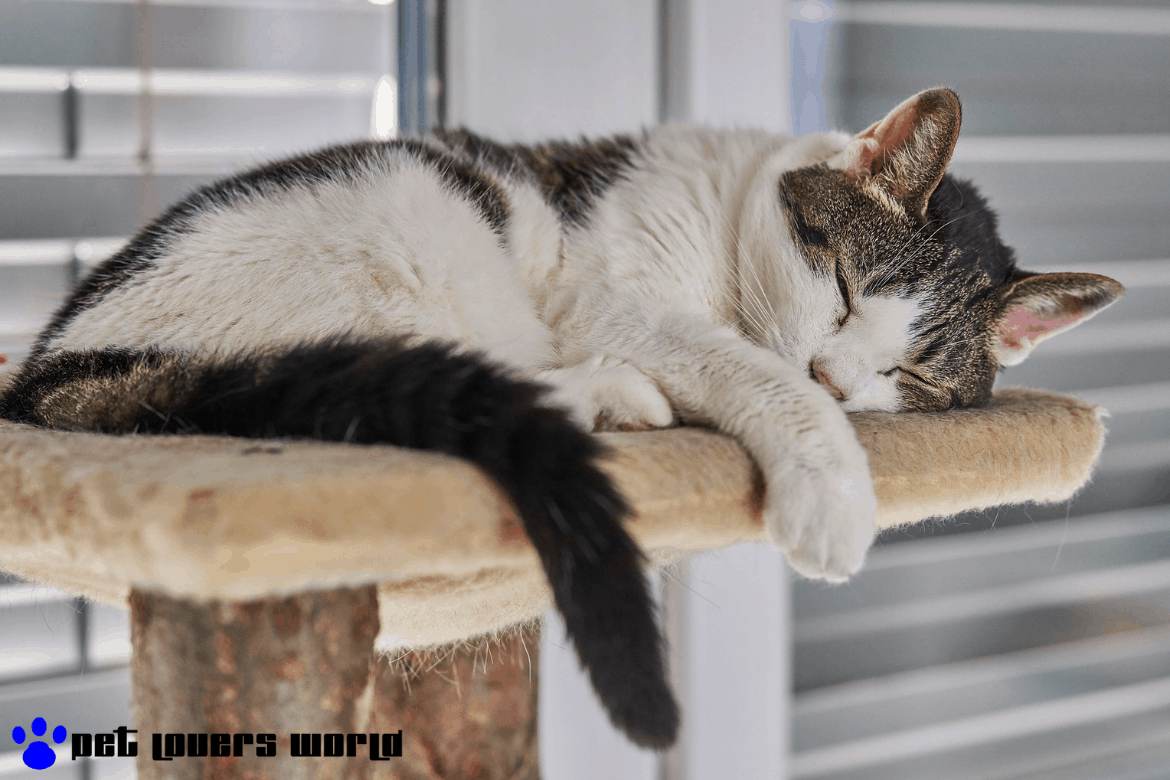 Best Cat Tree Reviews