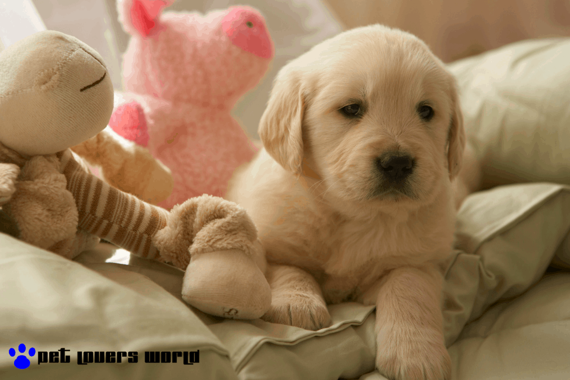 Best Dog Beds For Small Dogs Reviews