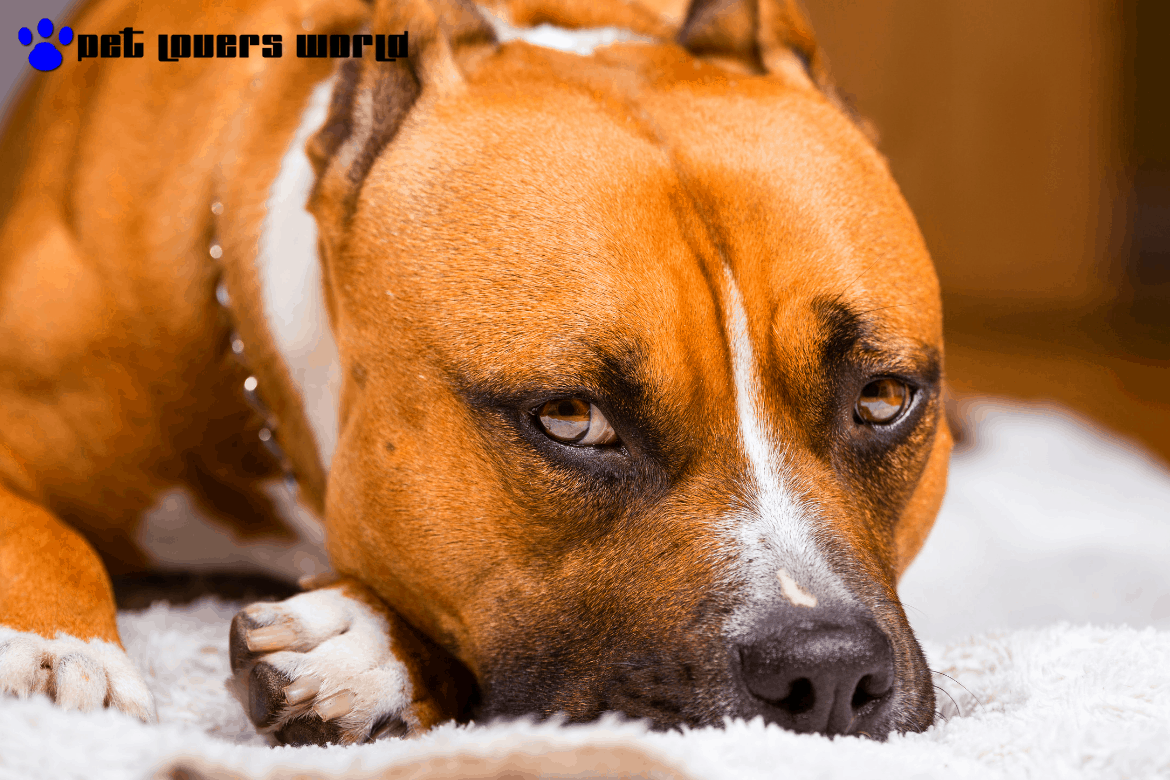 Best Indestructible Pitbull Beds Reviews