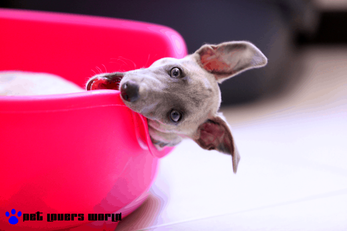 Best Non Chewable Dog Bed Reviews