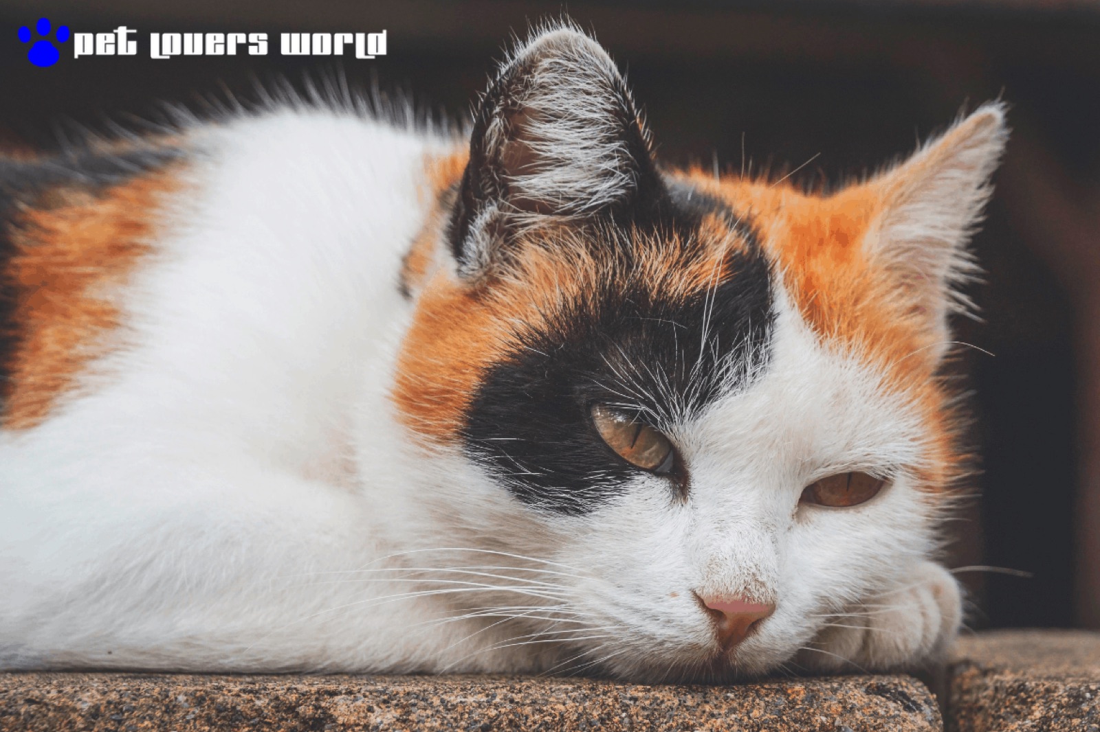 Best Outdoor Cat Bed Reviews