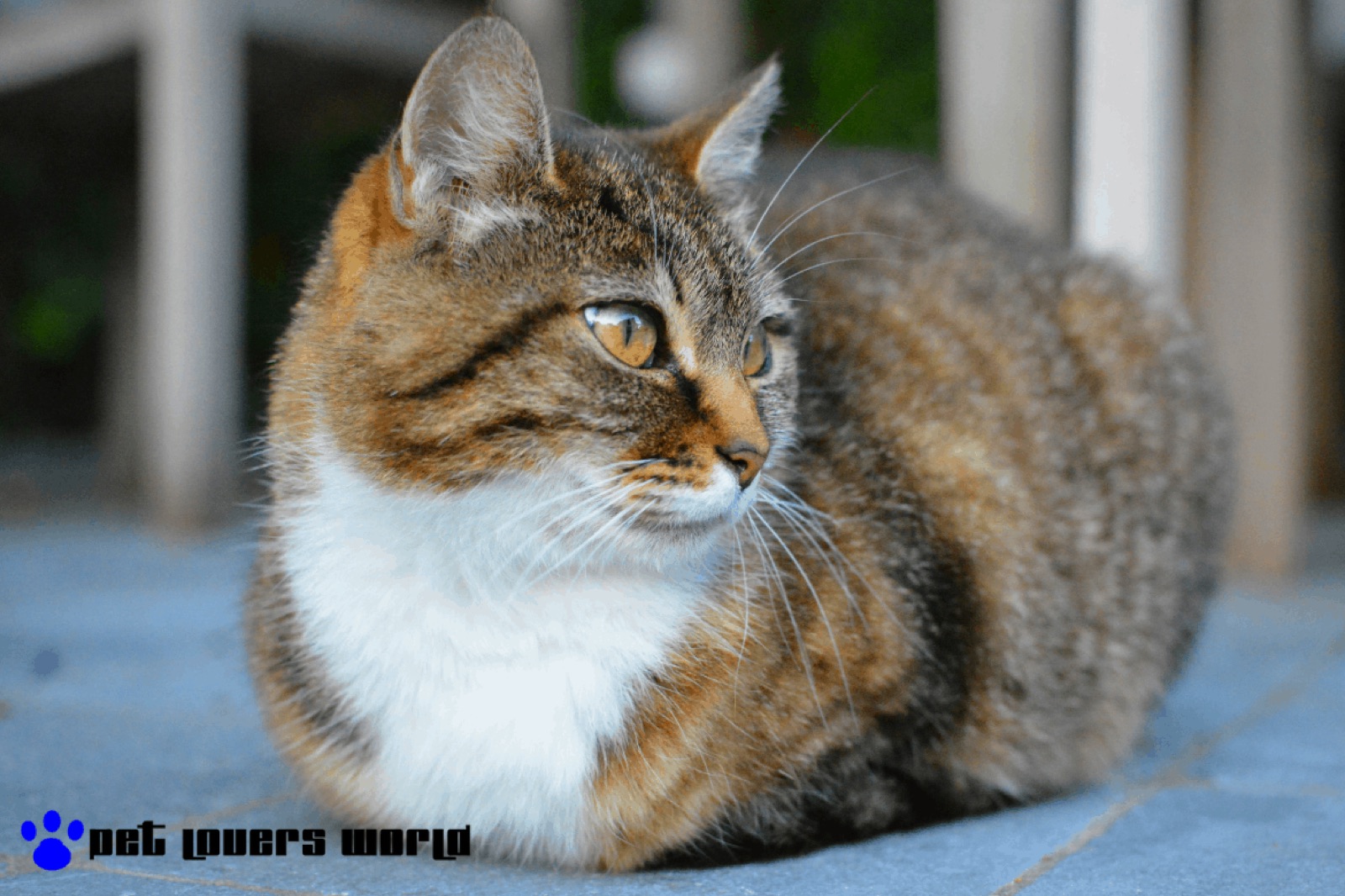 Best Outdoor Cat House Reviews