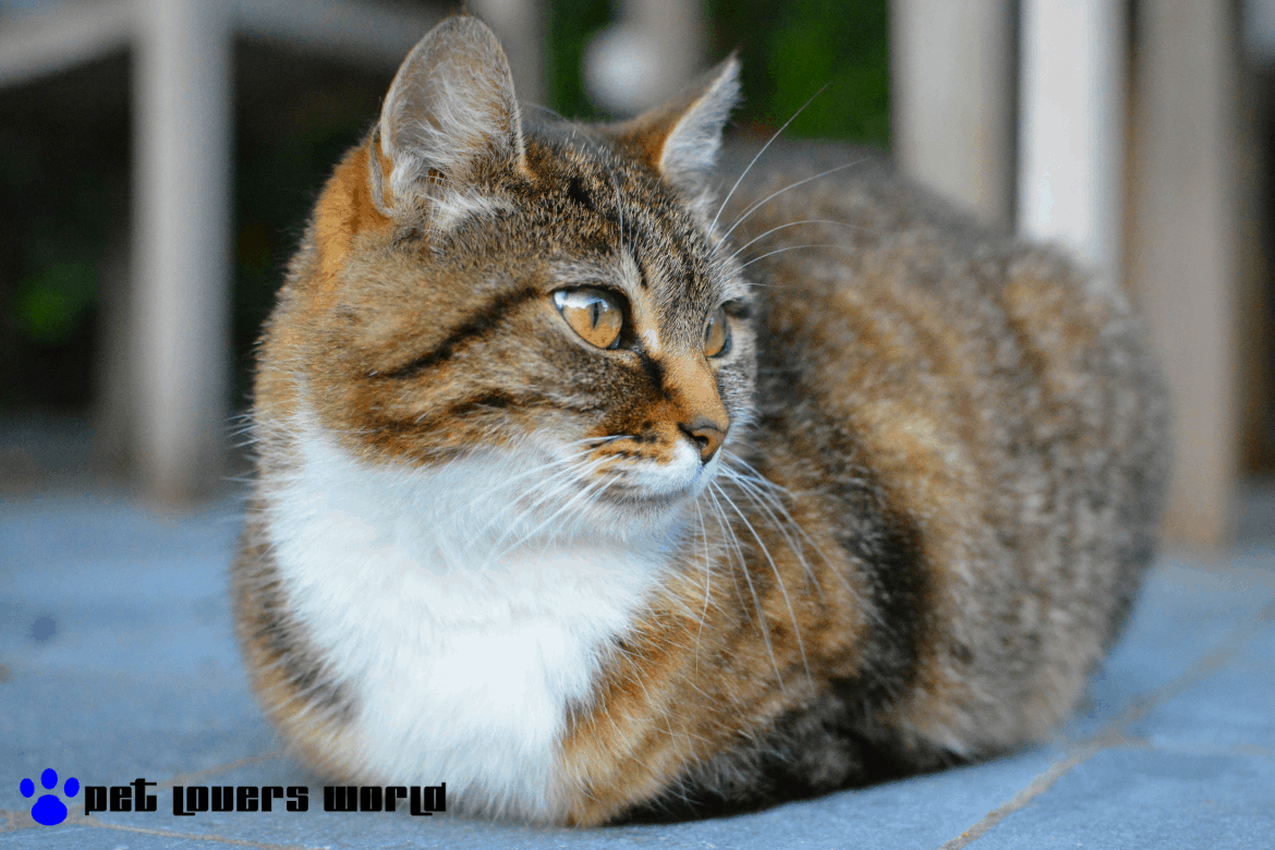 Best Outdoor Cat House Reviews