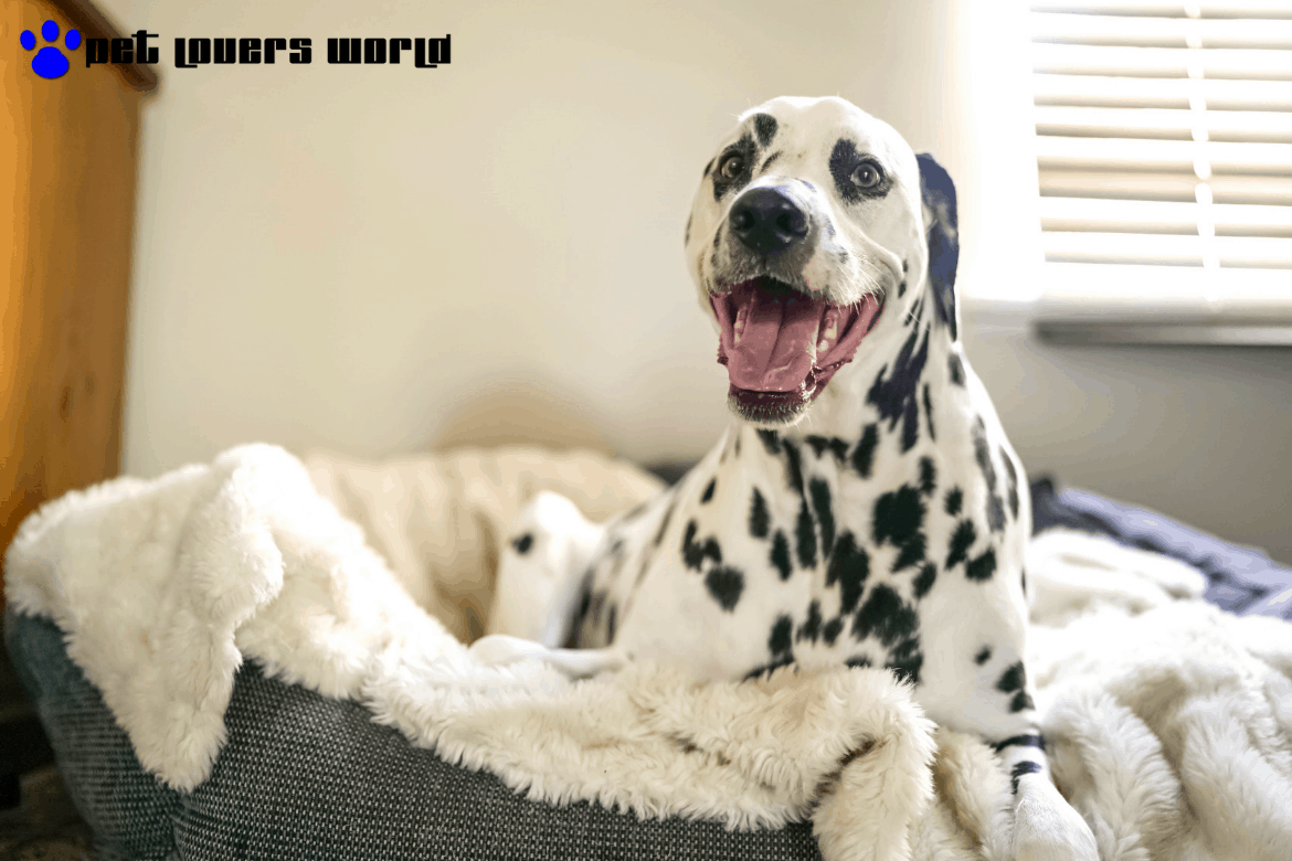 Best Top Paw Dog Bed Reviews