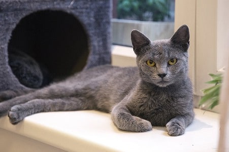 Cat 1512652 640 Cat 1512652 640