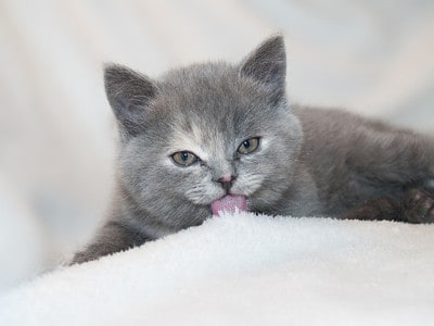 Cat 246933 640 Cat 246933 640