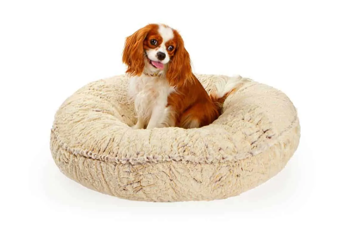 Best Donut Dog Beds Reviews Featured Image