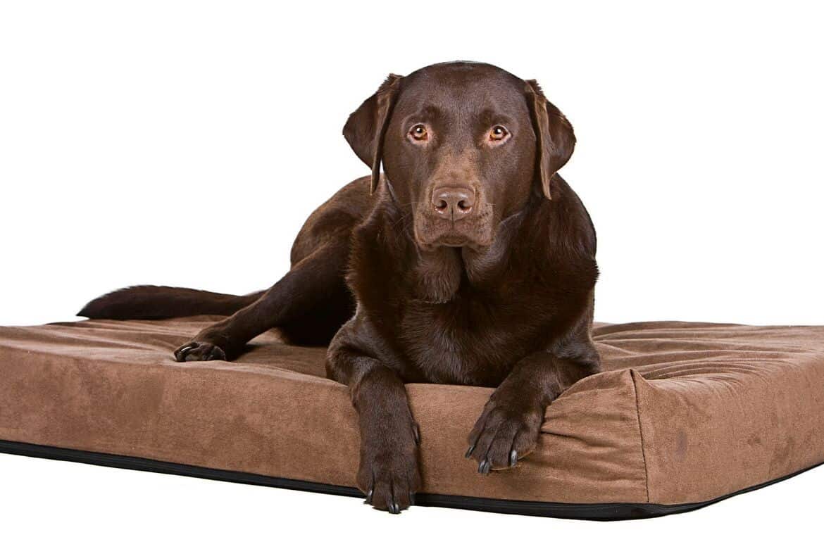 Best Orthopedic Dog Bed Reviews Featured Image