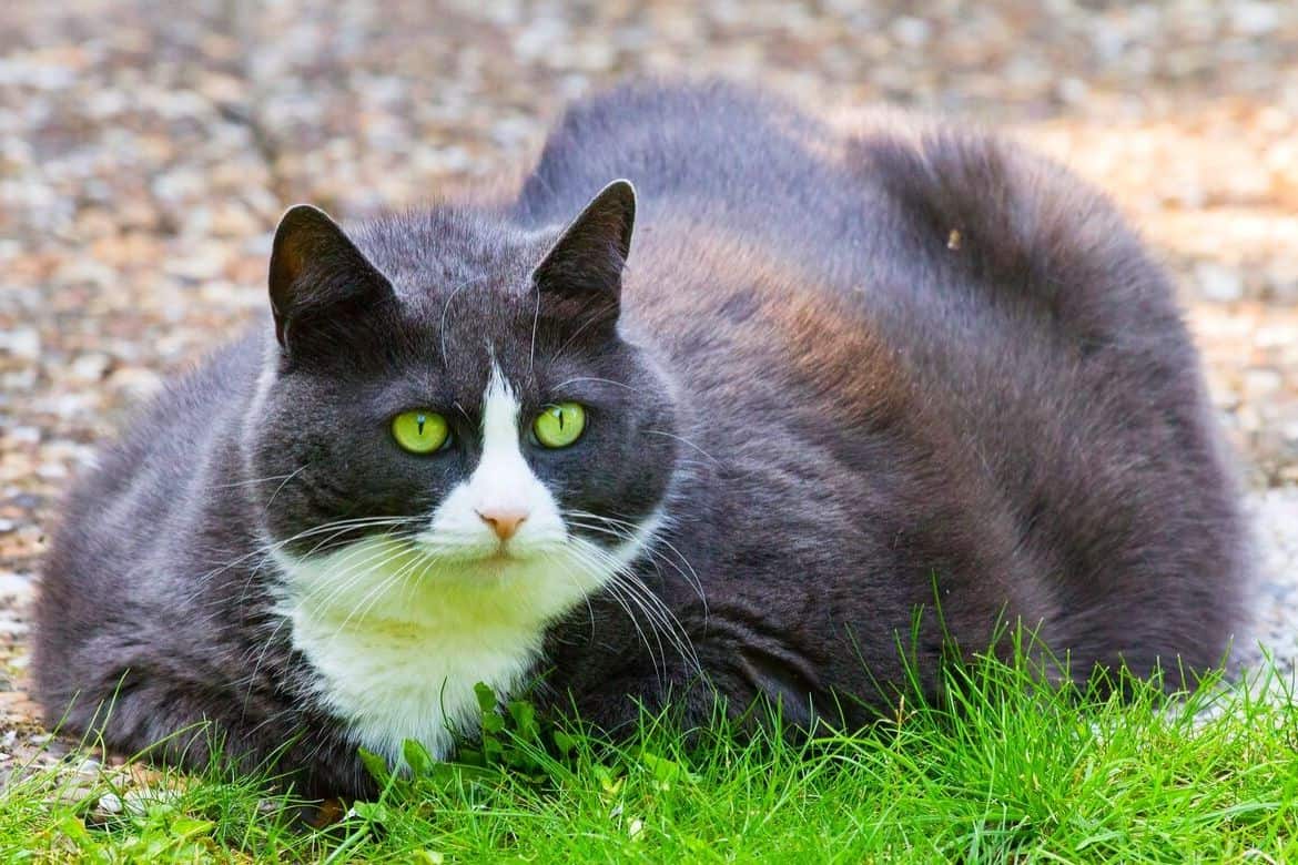Best Cat Beds For Large Cats Reviews Featured Image