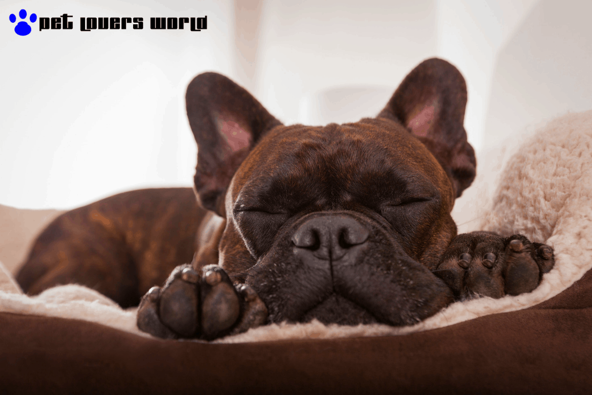 Best Dog Beds On The Market Reviews