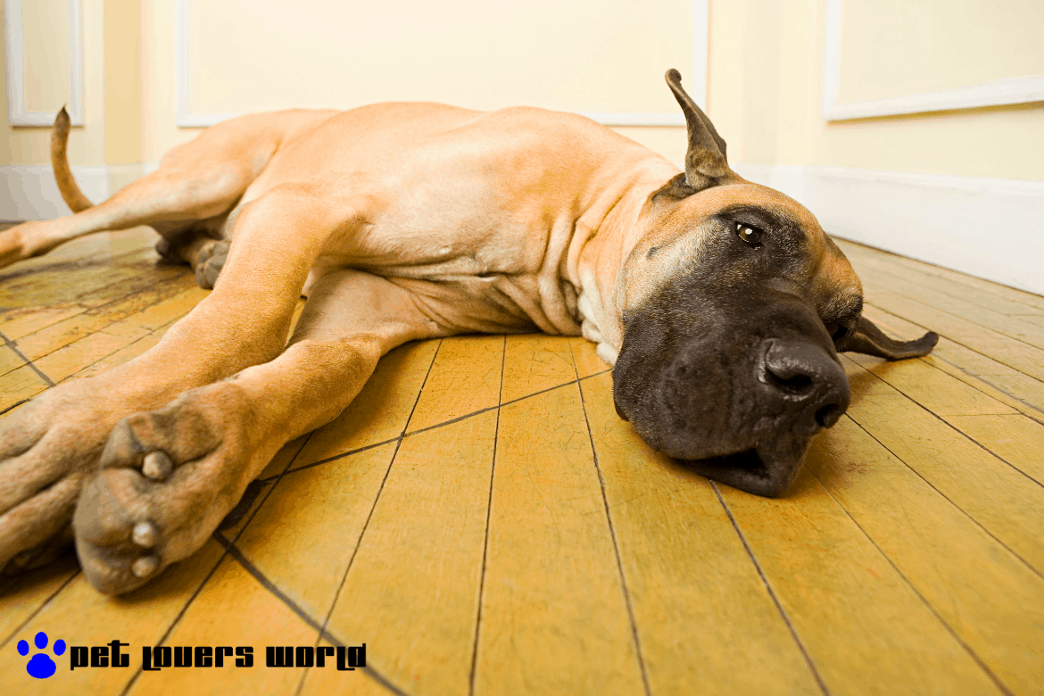 Best Extra Large Dog Bed Reviews
