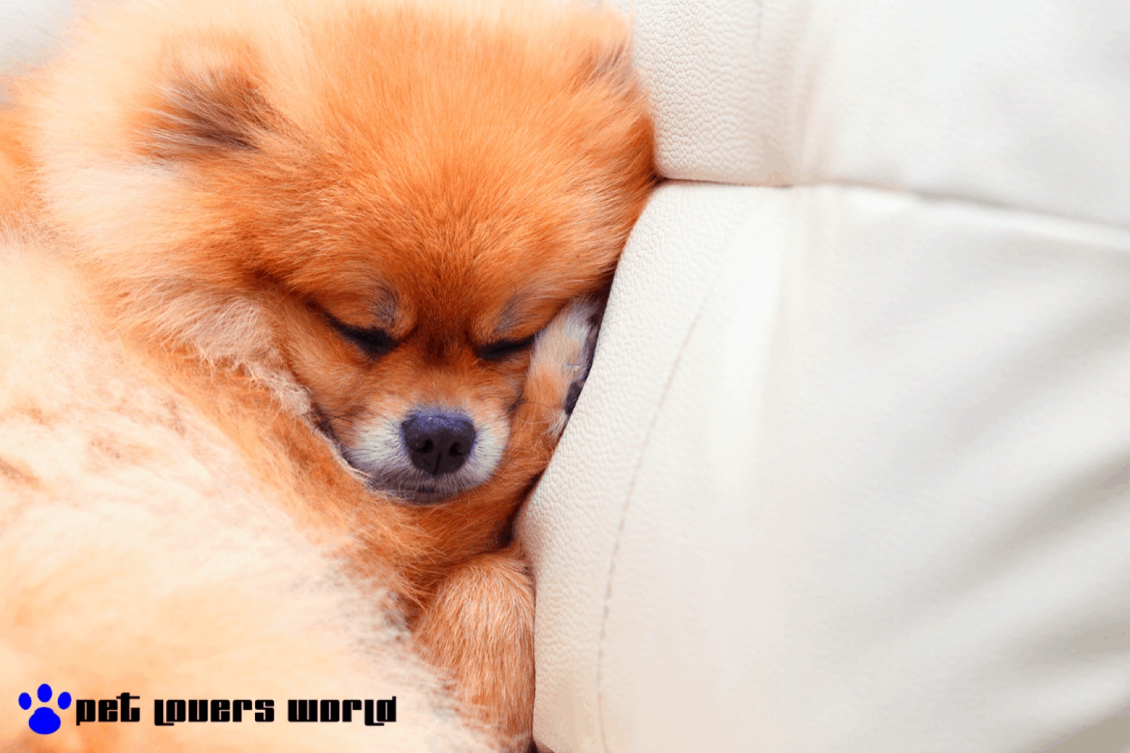 Best Leather Dog Bed Reviews