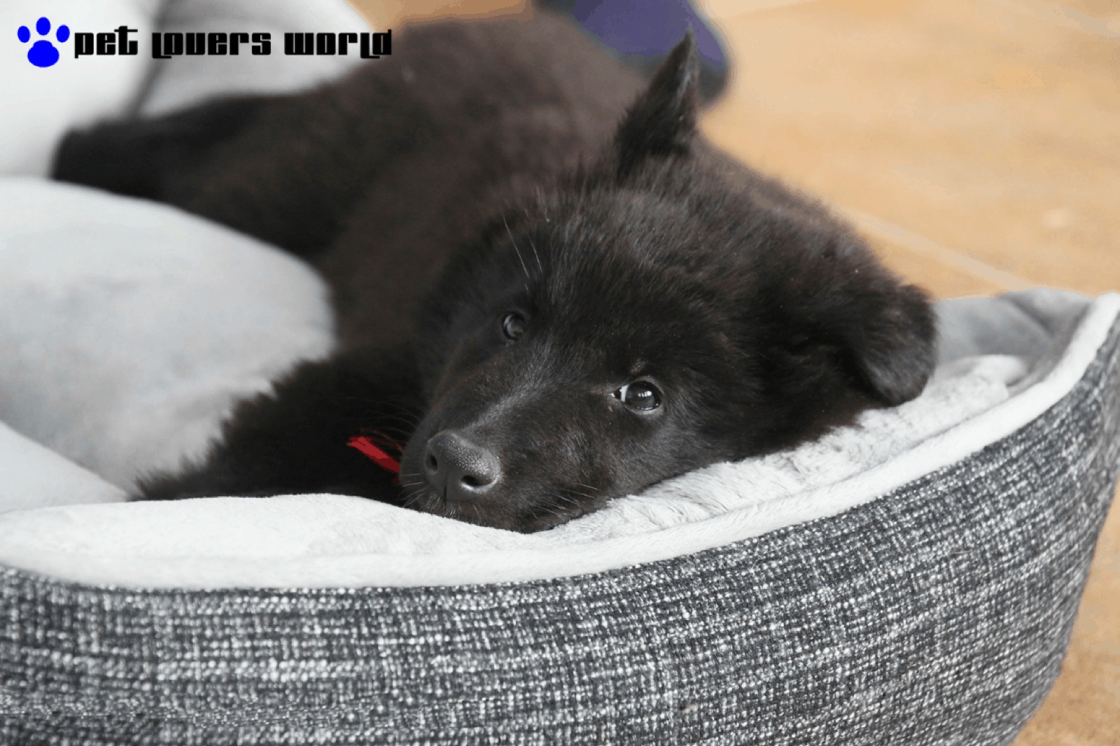 Best Water Resistant Dog Bed Reviews