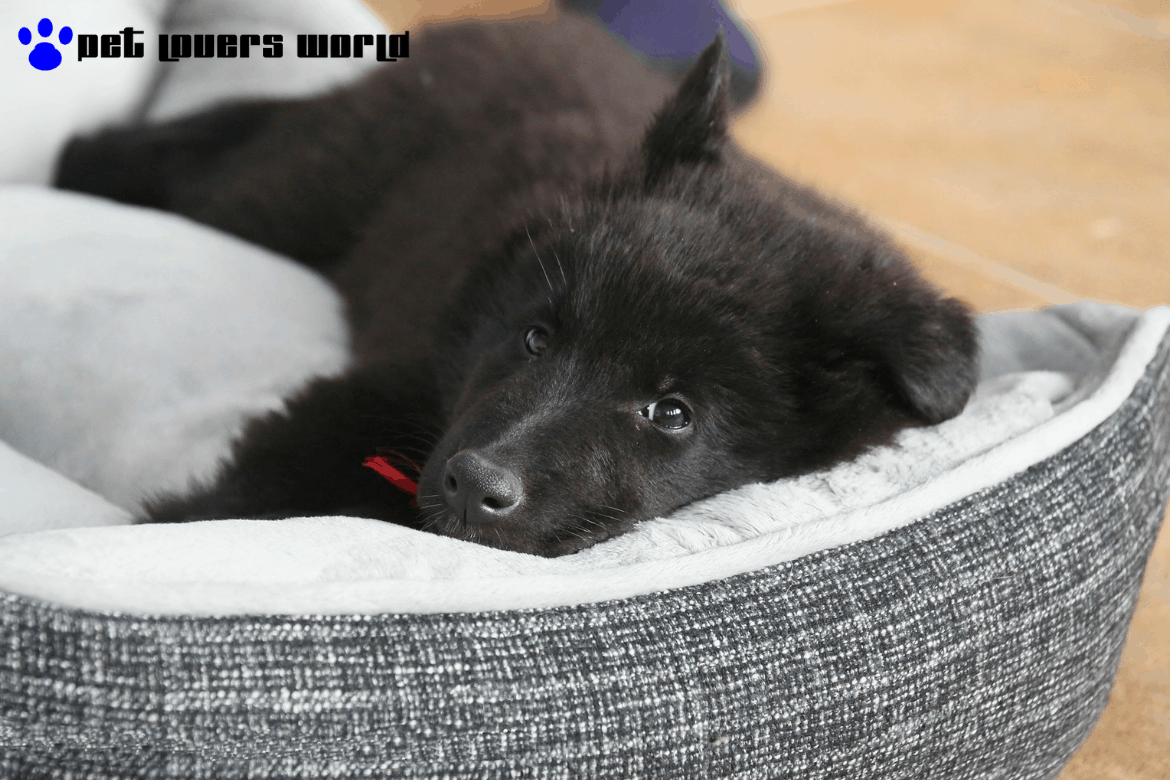 Best Water Resistant Dog Bed Reviews