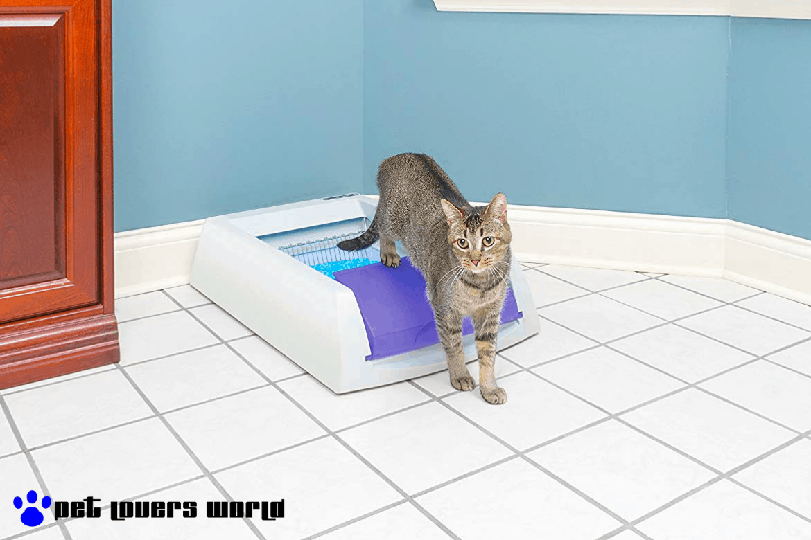 Best Automatic Self Cleaning Litter Box Reviews