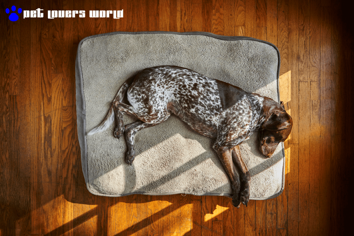 Best Large Dog Bed Reviews