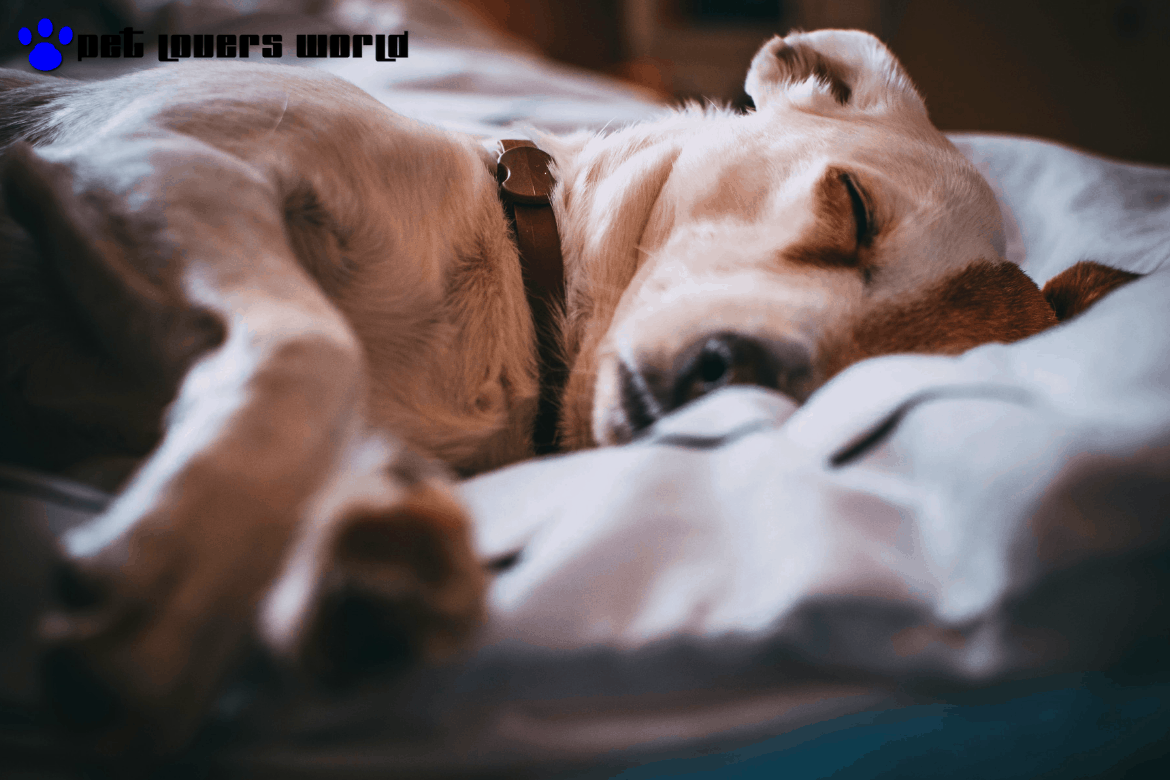 Best Bowsers Dog Beds Reviews