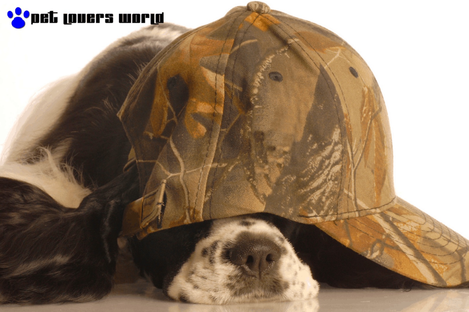 Best Camo Dog Bed Reviews