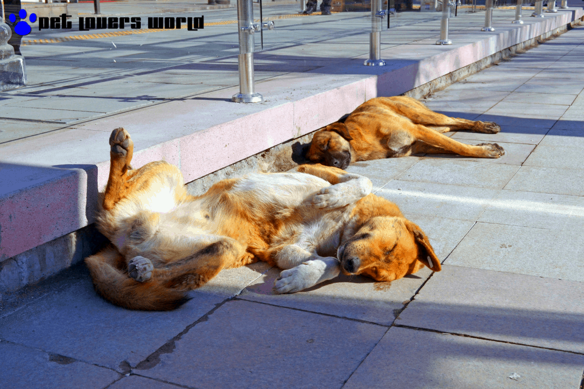 Best Cooling Dog Bed Reviews