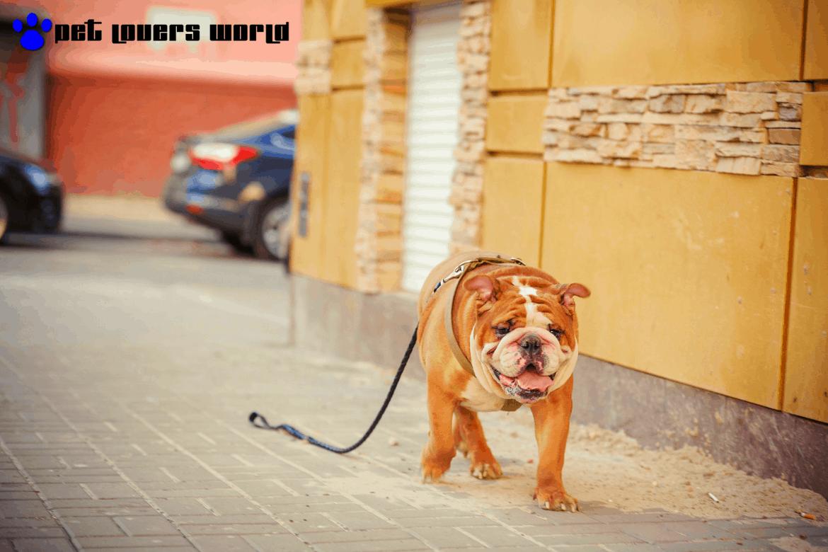Best Dog Gps Tracker Reviews