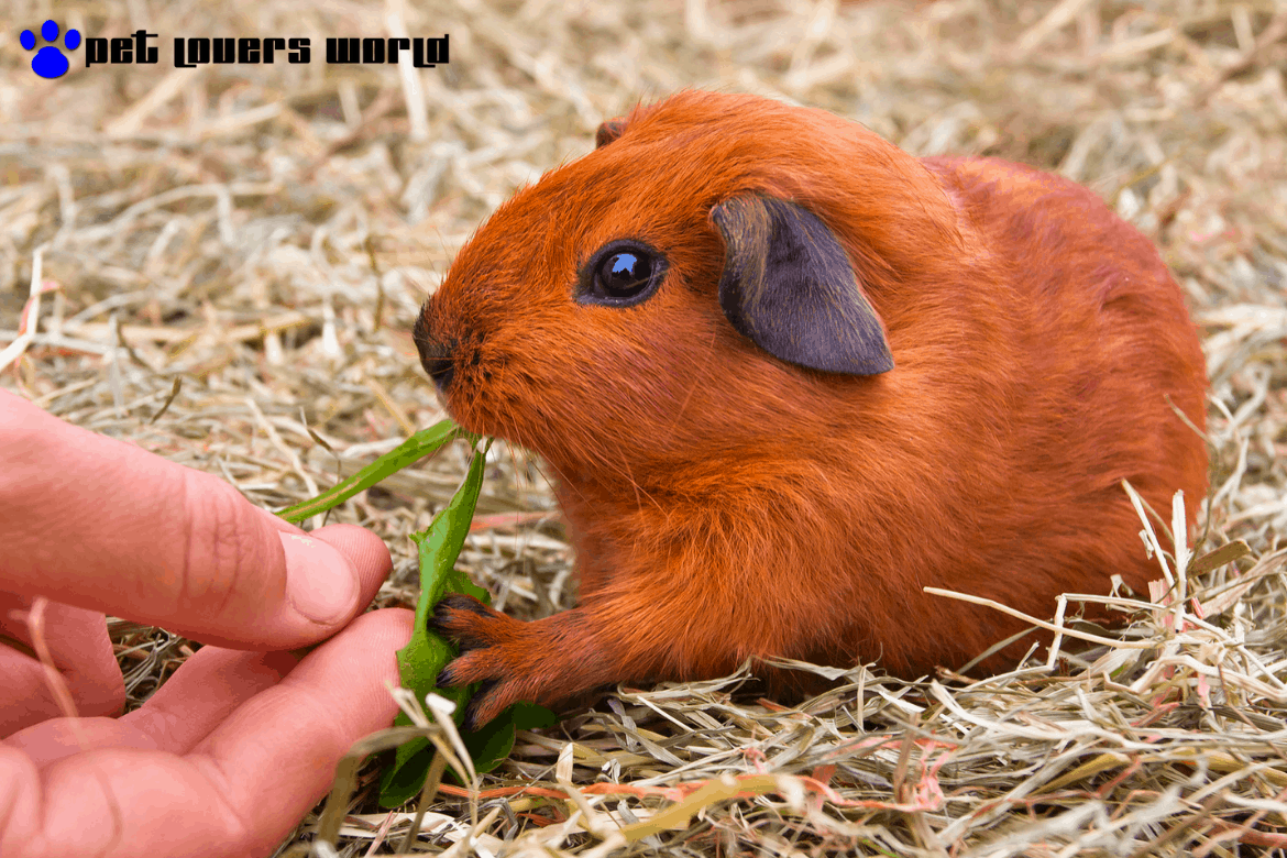 Best Pellet Food For Guinea Pigs Reviews