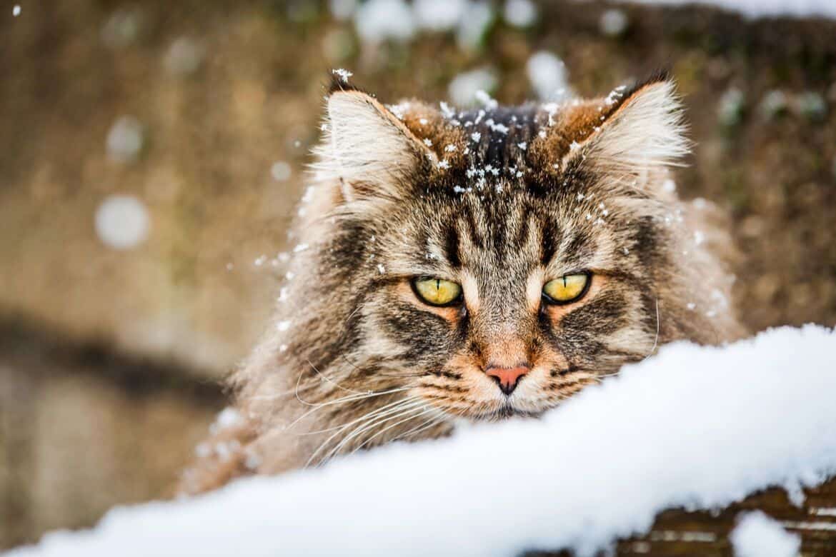 Best Heated Cat Bed Reviews Featured Image