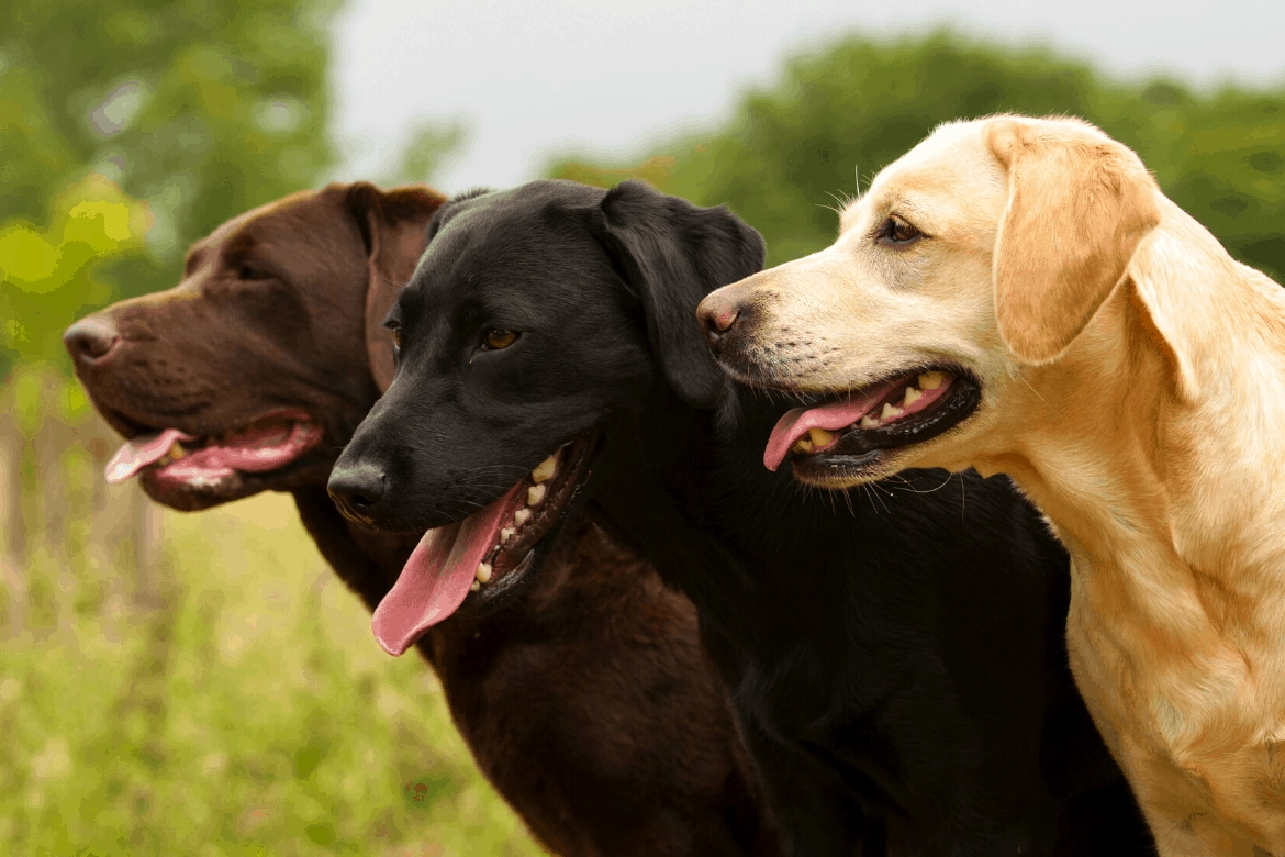 Best Dog Bed For Labs Reviews Featured Image