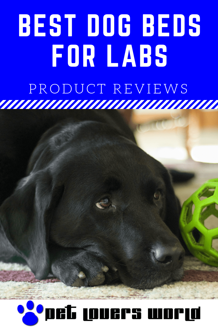 Best Dog Bed For Labs Reviews Pinterest Image