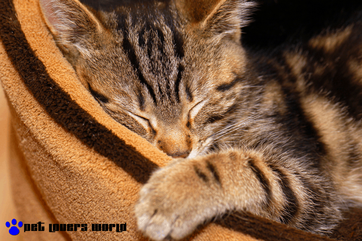 Best Round Cat Bed Reviews