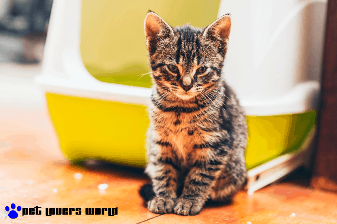 Best Litter Boxes For Cats Reviews