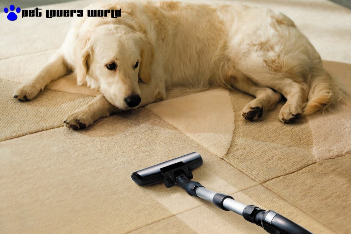 Best Vacuum Cleaner For Pet Hair Reviews