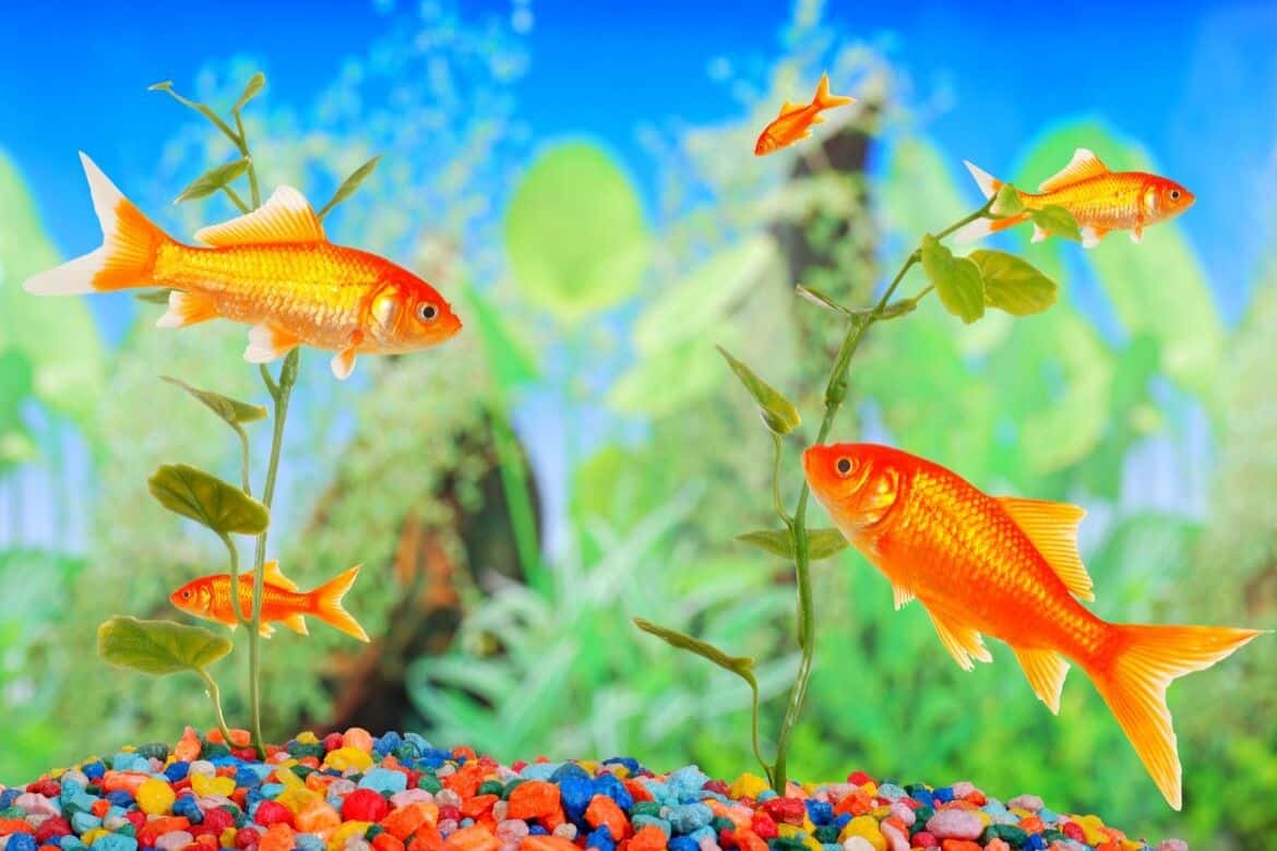 Best Aquarium Heater Reviews Featured Image