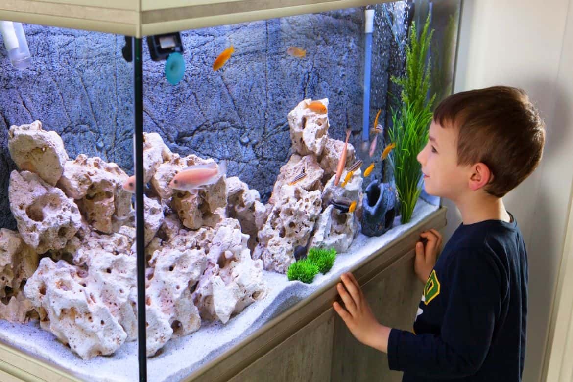 How To Lower Ph In Fish Tank