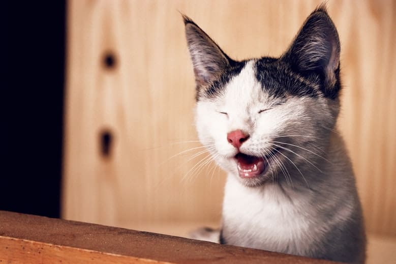 Adorable Animal Animal Photography 1183434