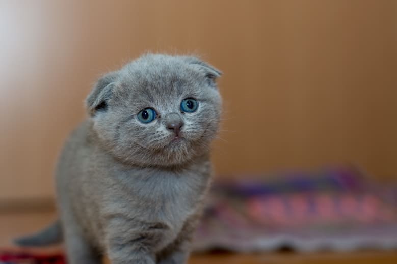 Adorable Animal Cat 127028