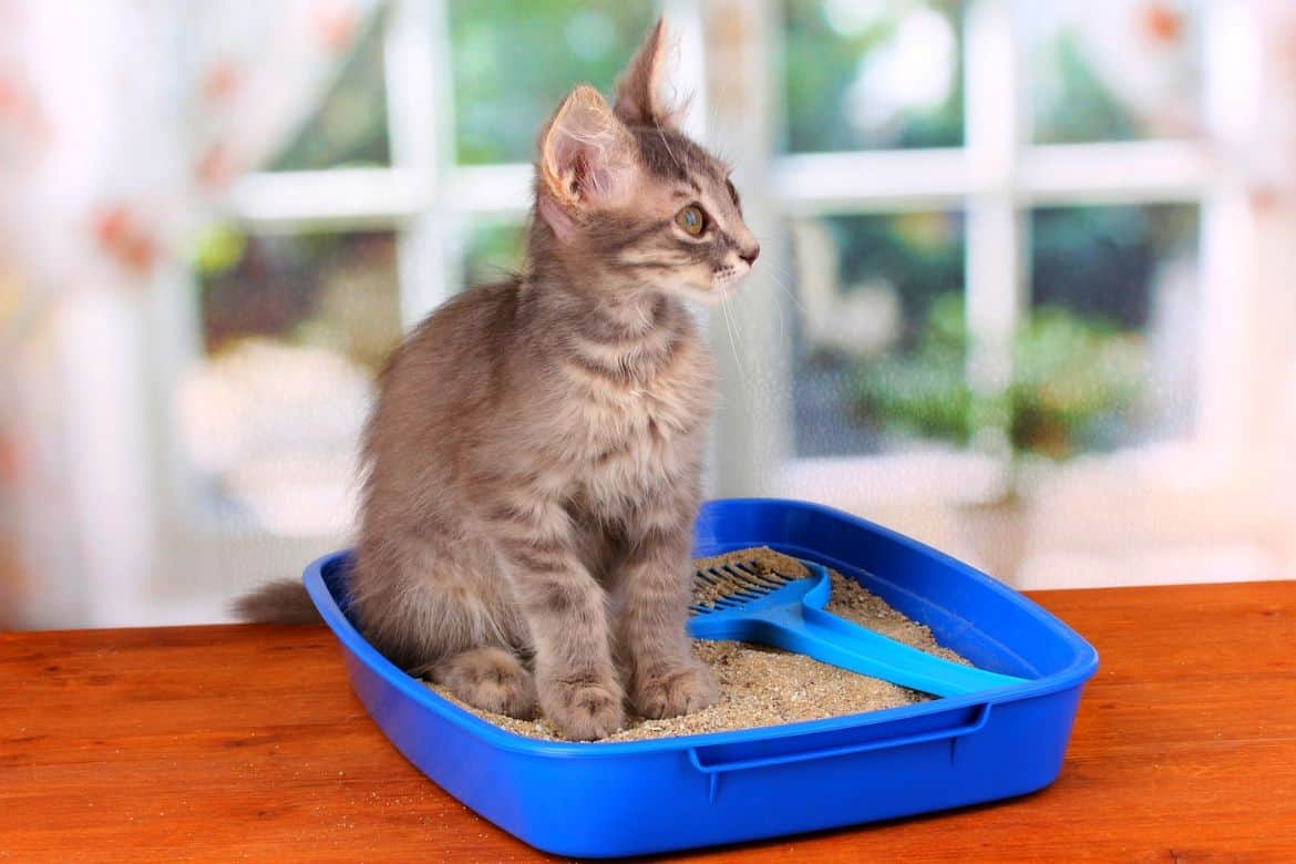 Best Place For Cat Litter Box Featured Image