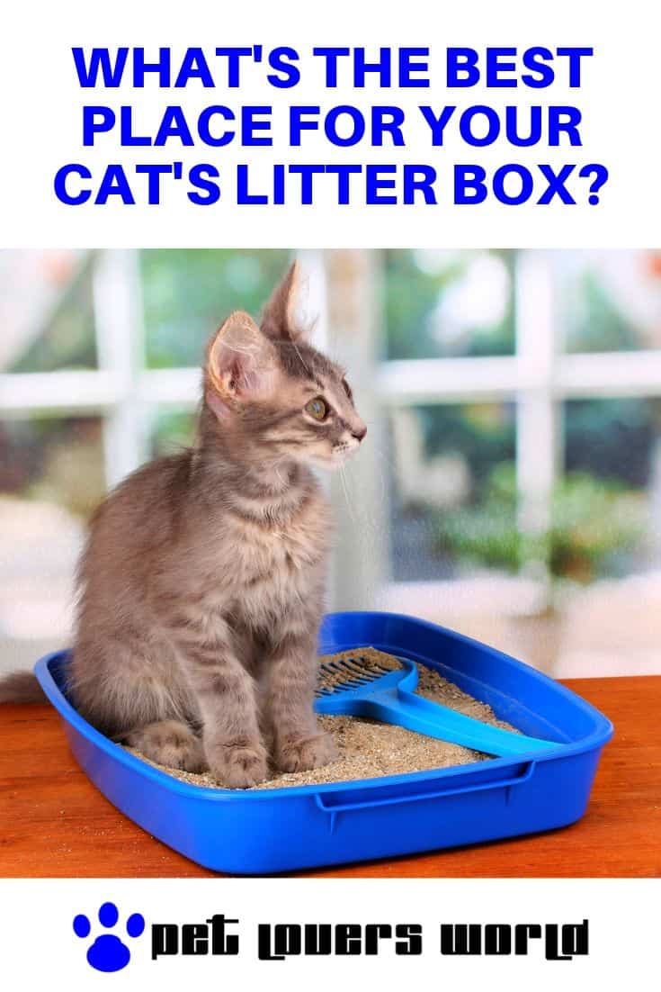 Best Place For Cat's Litter Box Pinterest Image