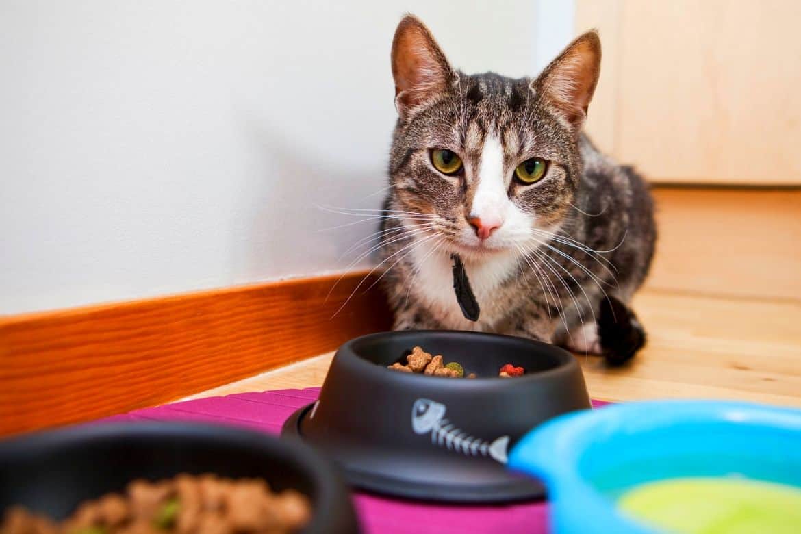 Best Rated Cat Food For Sensitive Stomachs Reviews Featured Image