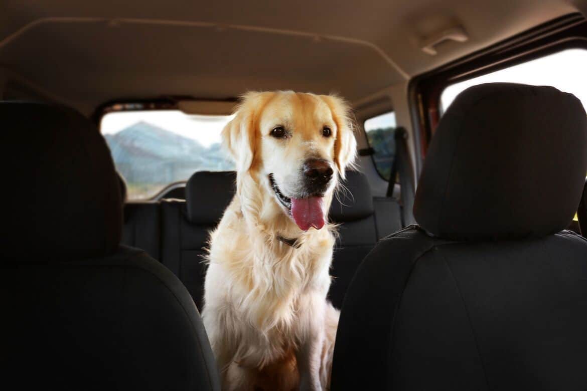 Best Seat Covers For Dog Hair Reviews Featured Image