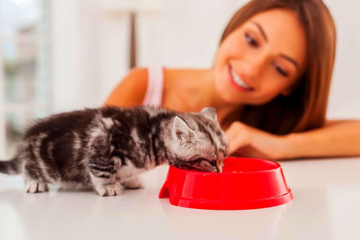 Best Wet Cat Food For Kittens Reviews Featured Image