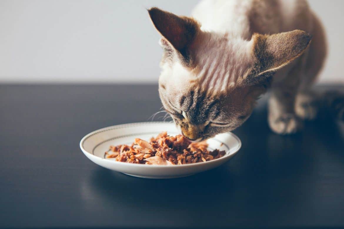 Best Wet Cat Food For Older Cats Reviews Featured Image