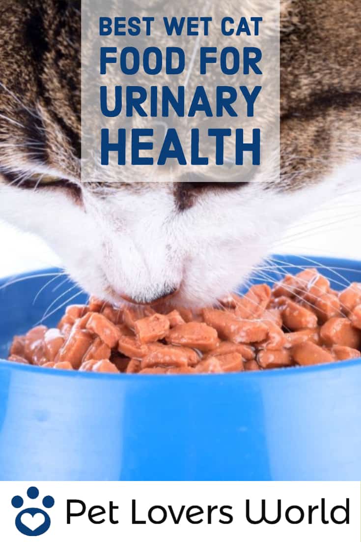 Best Urinary Tract Cat Food Pinterest Image